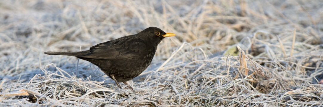 Blackbird (Turdus merula), male, Tyrol, Austria