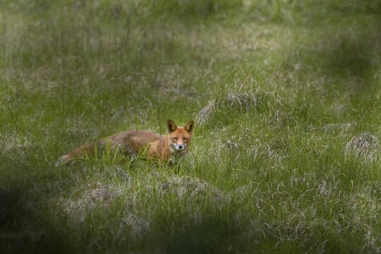 Slowly the red fox (Vulpes vulpes) circles my hiding place and tries to catch wind, which he finally succeeds in doing, hunting, luring, June, Denmark