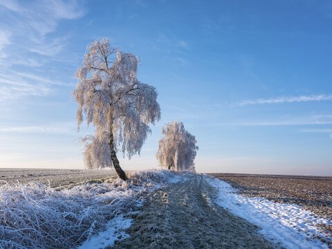 Field landscape in winter, ploughed fields and birch trees covered with hoarfrost, Memleben, Saxony-Anhalt, Germany