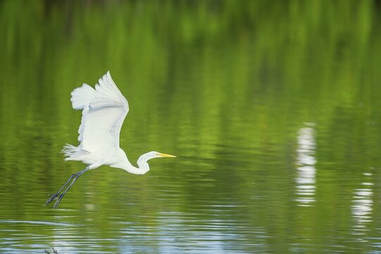 Great white egret (Ardea alba) in flight, Sanibel Island, J.N. Ding Darling National Wildlife Refuge Florida, USA