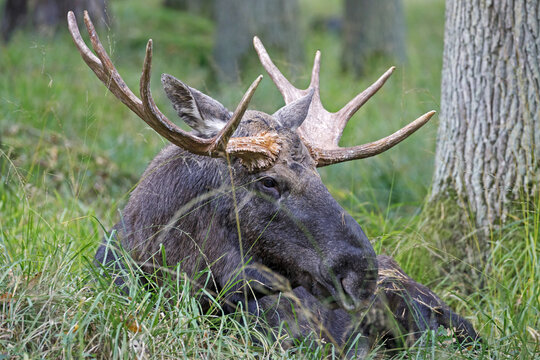Elk (Alces alces) sits in the grass, bull, captive