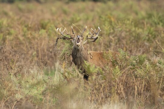 Red deer (Cervus elaphus) adult male stag mammal roaring in the annual rut in autumn, England, United Kingdom