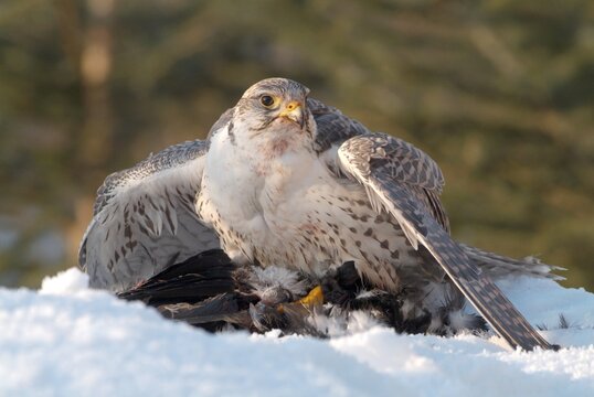 Lanner Falcon (Falco biarmicus) with prey, Schwaz, Tyrol, Austria, Europe