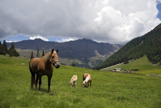 Horses (Equus caballus) grazing on an alpine pasture, Gleirschhoefe, St. Sigmund im Sellrain, Tyrol, Austria, Europe