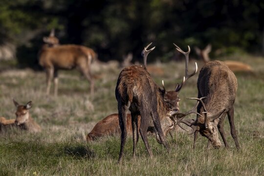 Playful fight between young red deer (Cervus elaphus), the more mature deer are exhausted at the end of the rut, fight, dispute, rutting season, rut, October, Denmark