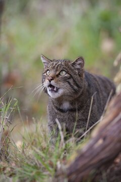 European wildcat (Felis silvestris) adult animal looking up to the sky, United Kingdom