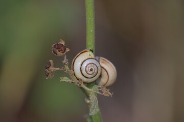 Snail on the stem of a plant. Close-up. © Viktor
