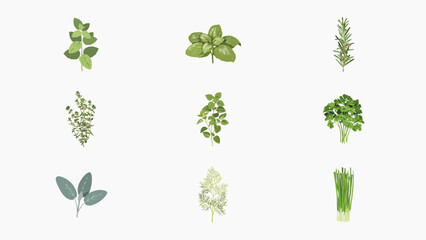 Fototapeta premium Fresh culinary herbs culinary ingredients collection set isolated on white background