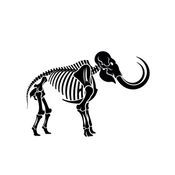 Black mammoth skeleton side view.