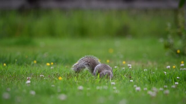 A beautiful grey squirrel in lush green grass. A tight depth of field makes the squirrel stand out against the natural scene. Good copy space. British wildlife. Mammal