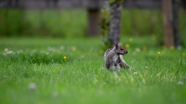 A beautiful grey squirrel in lush green grass. A tight depth of field makes the squirrel stand out against the natural scene. Good copy space. British wildlife. Mammal. 
