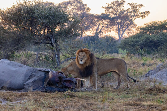 okavango delta of botswana: old majestic lion feeding on elephant kill close to moremi game reserve