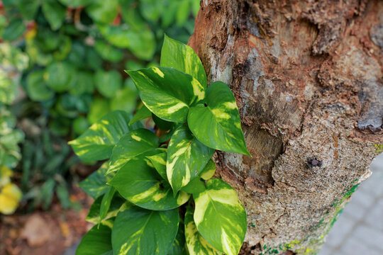 vibrant green climbing plant, known as Golden Pothos, growing on the rough, textured bark of a large tree trunk