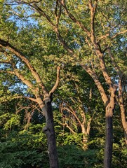 Fototapeta premium Baumkronen im warmen Sonnenlicht im Berliner Plänterwald mit sommerlicher Waldatmosphäre