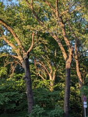 Fototapeta premium Baumkronen im warmen Sonnenlicht im Berliner Plänterwald mit sommerlicher Waldatmosphäre
