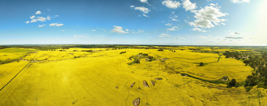 Aerial view of vibrant yellow canola fields in full bloom with patches of green trees and clear blue sky in York, Western Australia, Australia.