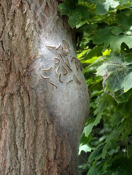 Eichenprozessionsspinner an einem Baum im Berliner Pl&auml;nterwald &ndash; Raupenbefall an einer Eiche