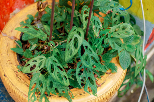 healthy Monstera adansonii plant, commonly known as the Swiss cheese plant, growing inside a creative planter made from a recycled tire painted bright yellow