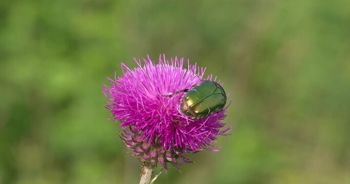 Macro - Beetle on a lilac flower.