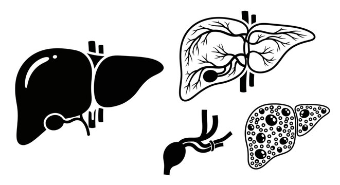 Abstract vector illustration of human liver anatomy with gallbladder detail, black and white design