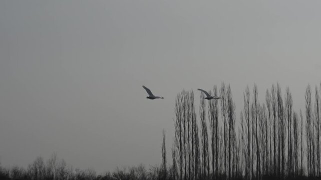 Winter Swans Flying and Landing on Water at Swan Bay, Hejing, Bayingolin, Xinjiang, China