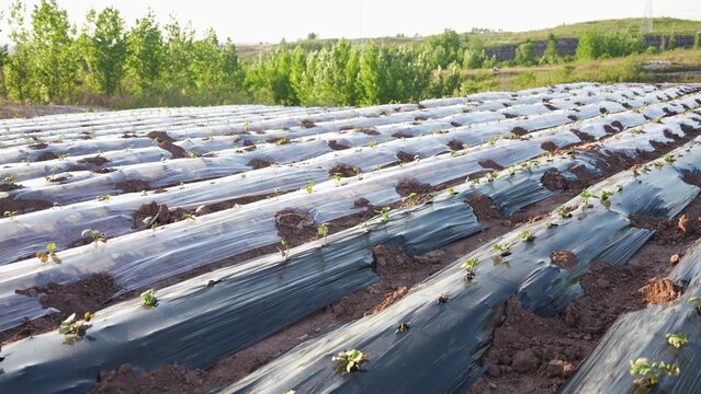 Agricultural field with black plastic mulch covering neatly arranged seedlings for crop cultivation