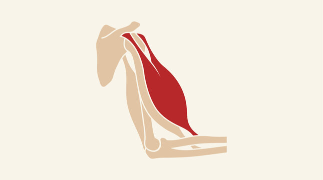 Anatomical illustration of human neck muscles.