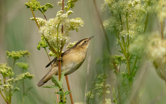 sedge warbler