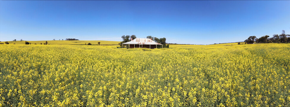 Aerial view of the historic Jurokine Coach House nestled in a vibrant field of yellow canola flowers under a clear blue sky in Rossmore, Western Australia, Australia.