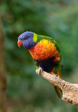 Rainbow lorikeet