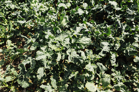 Green rapeseed plants growing in agricultural field. Healthy crop development during spring season. Farming and cultivation concept. Natural agriculture background with leafy vegetation.
