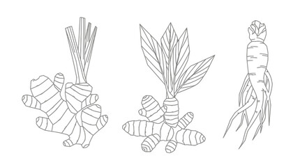 Obraz premium Black and white line art of ginger roots.