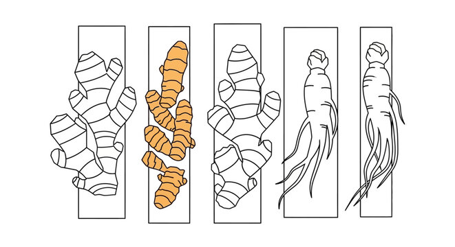 Ginger root illustrations in various shades.