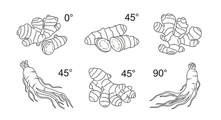 Obraz premium Black and white line drawings of ginger roots from various angles.