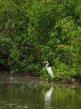 A great egret (binomial name: Ardea alba), also known as great white heron, stands out against surrounding mangrove (unidentified species) by a reflective inlet of Peace River in Punta Gorda, Florida