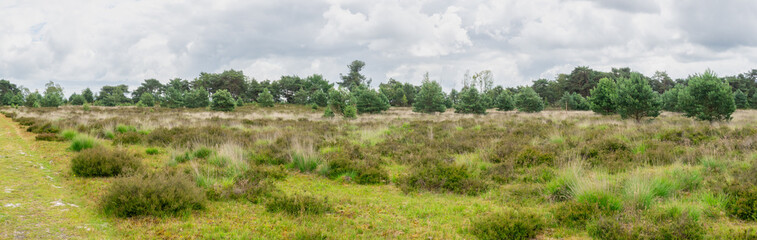 Obraz premium Panorama of green heathland landscape under cloudy sky in Belgium