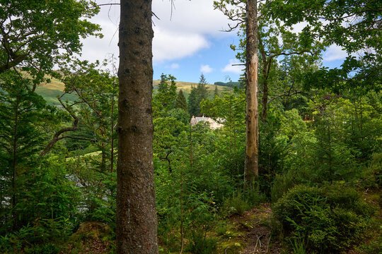 Scenic View of Loch Ard Forest in Summer