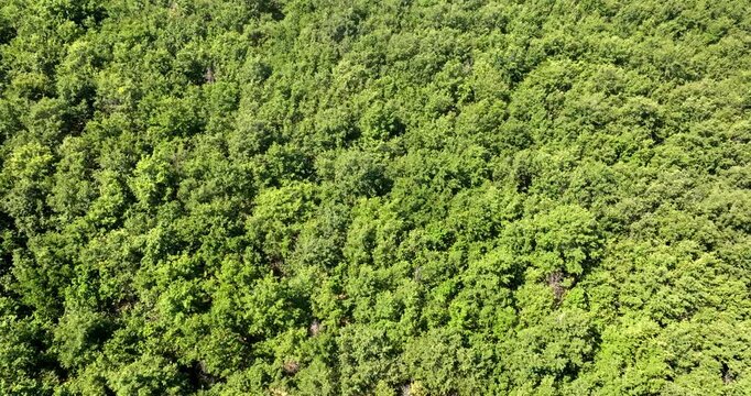Aerial top down view of a dense forest canopy filled with vibrantly green foliage and thick summer trees, creating a beautiful and rich natural pattern from high above the landscape. Zenithal shot.