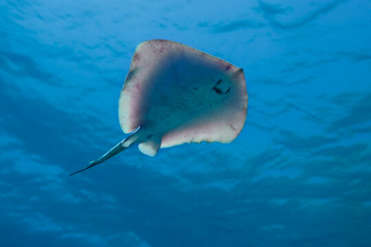 Baby stingray swimming in the Mediterranean Sea