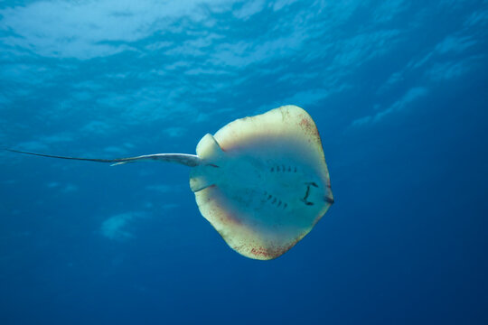 Baby stingray swimming in the Mediterranean Sea