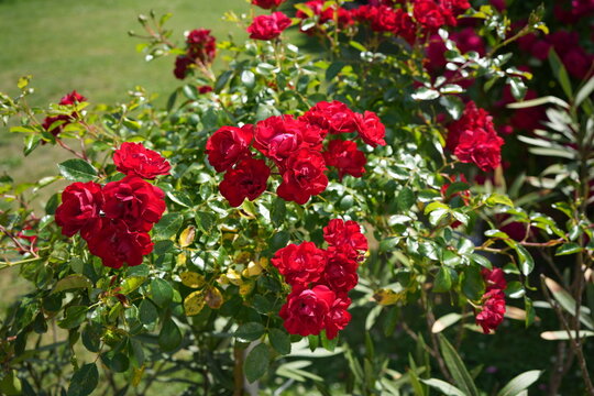 Lush red rose bush blooming in the garden on a sunny day