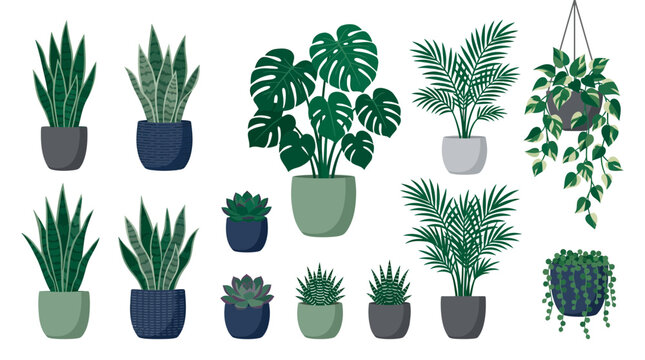 Diverse vector illustration of popular potted houseplants including snake plants, monstera and succulents, symbolizing interior decoration and sustainable living
