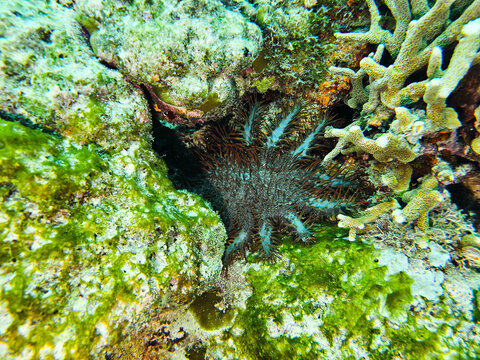 Venomous Crown-of-thorns starfish (Acanthaster planci) resting on tropical coral reef. Underwater marine life macro photography scuba diving in Biak, Indonesia.