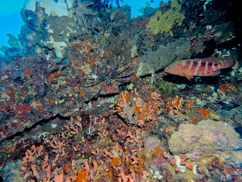 Wild Red Lionfish (Pterois volitans) resting on tropical coral reef with vibrant orange sponges. Underwater marine life scuba diving nature photography, Biak Indonesia.