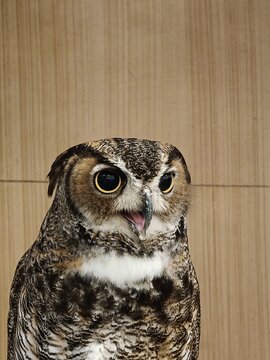 Great Horned Owl with Open Beak Looking Upward