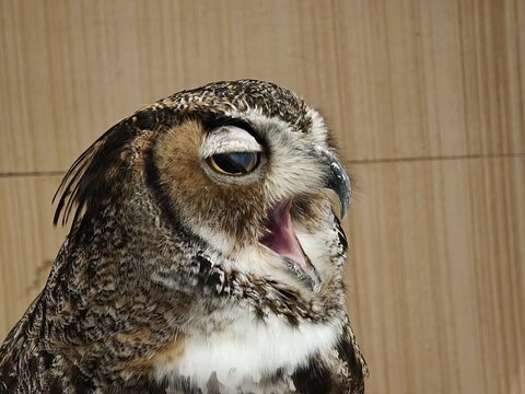 Great Horned Owl Calling with Open Beak Side View