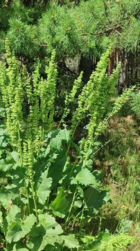 Green sorrel plant growing in a coniferous forest. Wild perennial herb with tall flower stalks blooming in summer. Nature botany and wild meadow plant life.