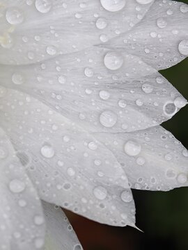 Macro Raindrops on White Flower Petals Closeup Texture