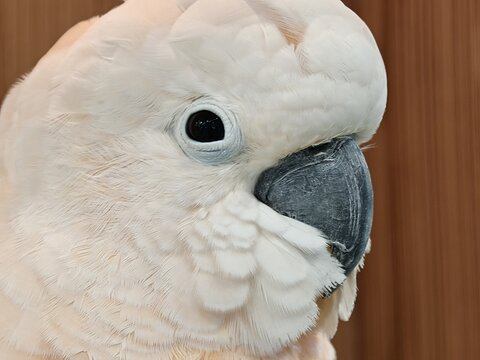White Cockatoo Portrait with Dark Eye and Grey Beak Closeup