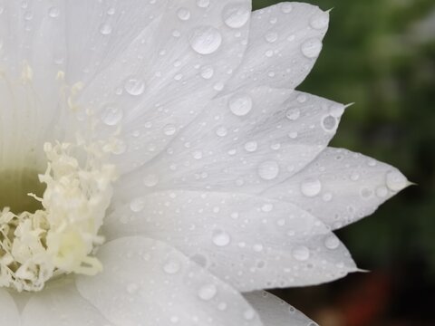 White Flower Petals with Dewdrops and Golden Stamens Macro